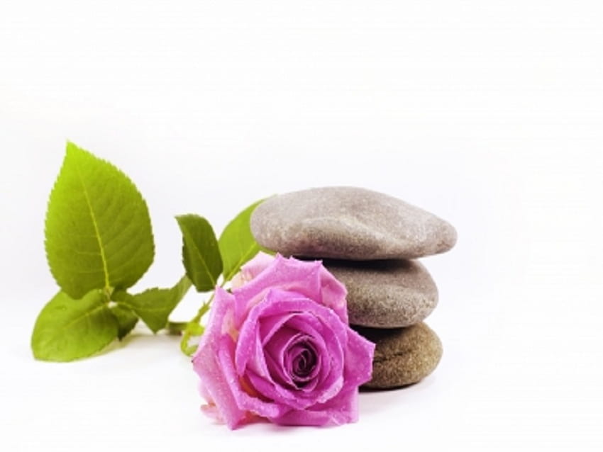 Roses and Stones, stone, nature, flowers, roses HD wallpaper