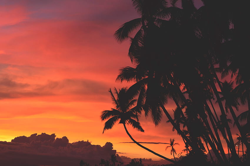 Nature, Sunset, Sky, Clouds, Palms, Tropics HD wallpaper