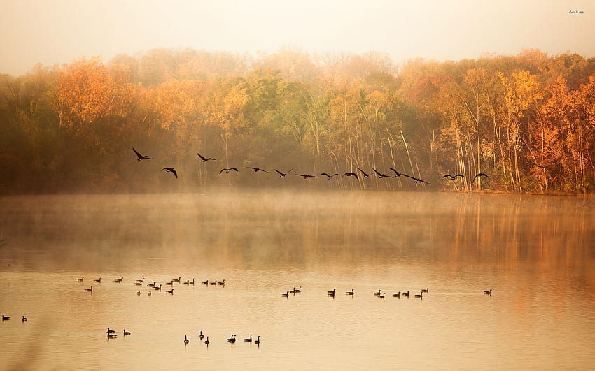 秋の渡り鳥 - 動物 高画質の壁紙
