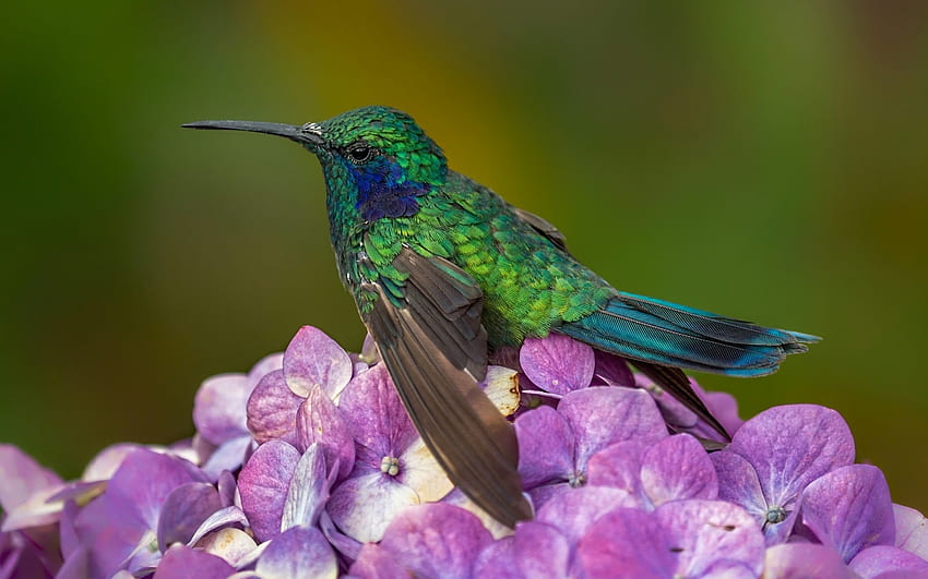 Humming-bird, pink, bird, colibri, flower, green, cute HD wallpaper