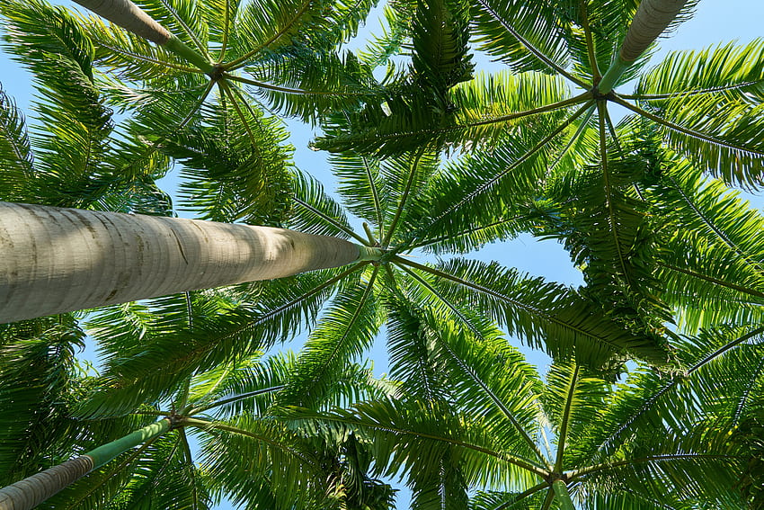 Hindistan Cevizi Ağacı, Palmiye Ağacı HD duvar kağıdı