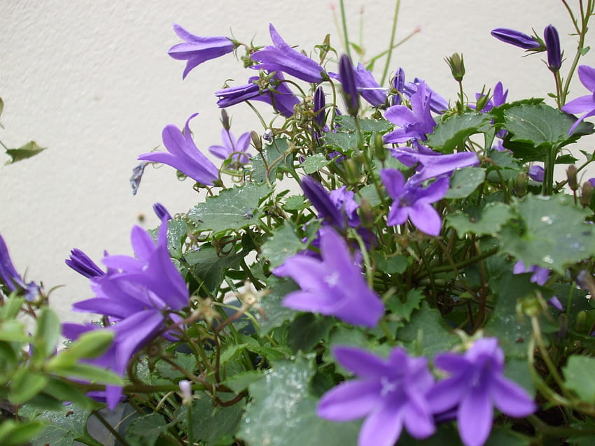 Витлеемска синя звезда (кампанула), лилаво, природа, цветя, растения HD тапет