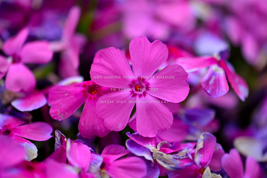 purpurowy spokój scena wiosenny kwiat przyroda, Sceny kwiatowe Tapeta HD