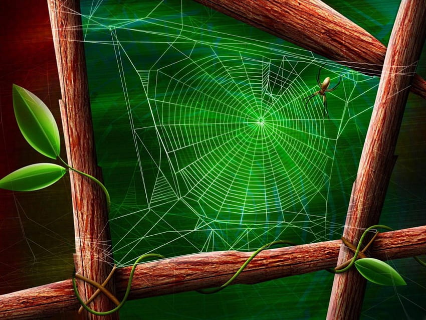 The Web, Halloween, web, spider web, spooky HD wallpaper