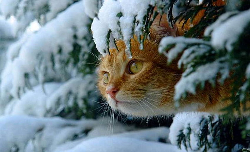 Cat snow, winter, kitten, cat, snow HD wallpaper