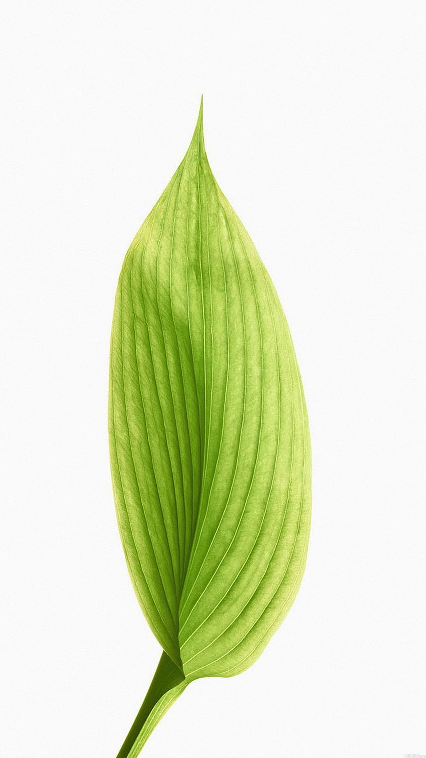 Grünes Lotusblatt - HTC One in hoher Qualität und abstrakt HD-Handy-Hintergrundbild