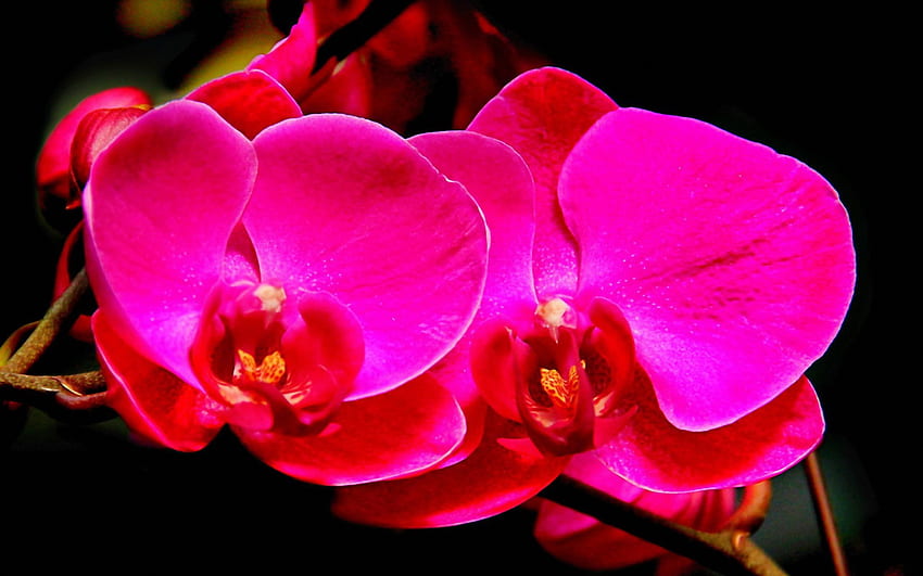 Orchideen, Natur, Blumen, Blütenblätter HD-Hintergrundbild
