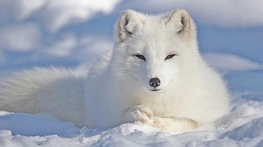 Arctic Fox Animal Facts. Vulpes lagopus, Cute Snow Fox HD wallpaper