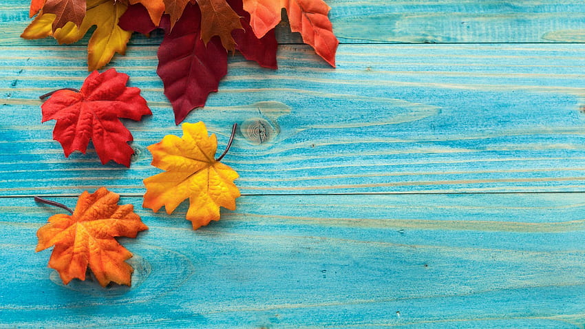 Кленово дърво Есенни листа Есен Телефон. есен, есен компютърен фон, есен HD тапет