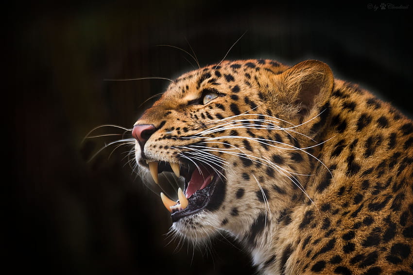 Animais, Leopardo, Sorrir, Predador, Presas, Cair, Boca, Fundo Preto papel de parede HD
