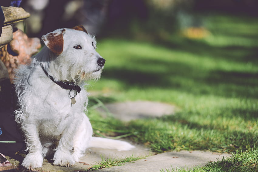 Animali, Brillare, Luce, Cane, Passeggiare, Siede, È Seduto Sfondo HD