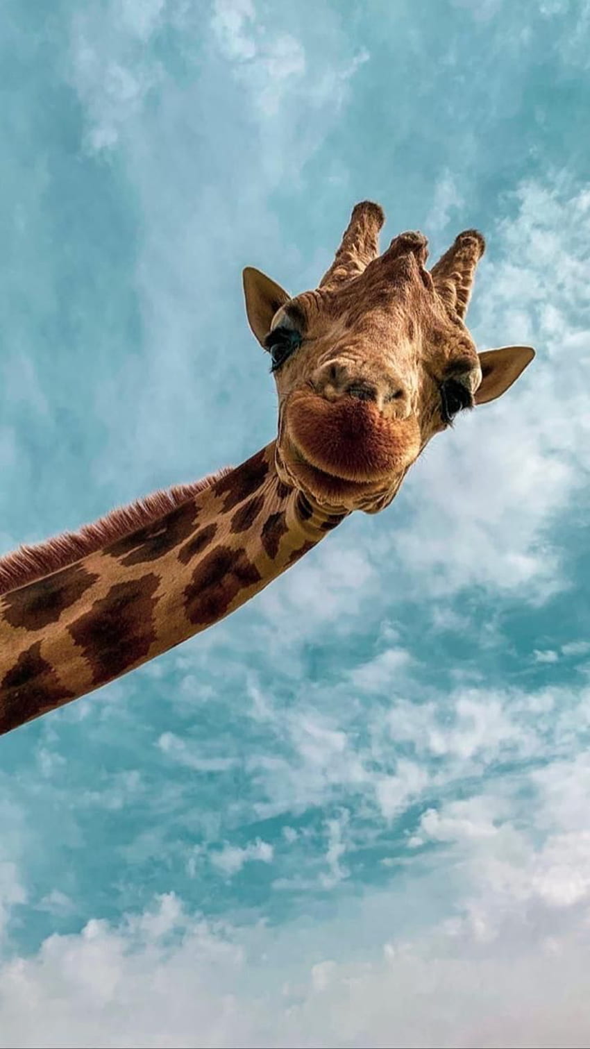 giraffe HD phone wallpaper