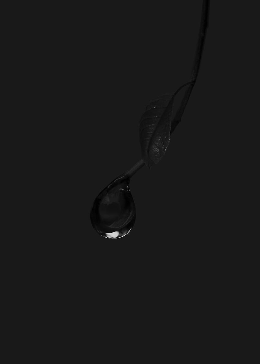 Macro Branch Bw Chb Drop HD Phone Wallpaper Pxfuel