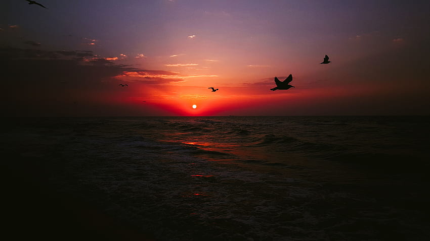 Mare, uccelli, tramonto, buio Sfondo HD