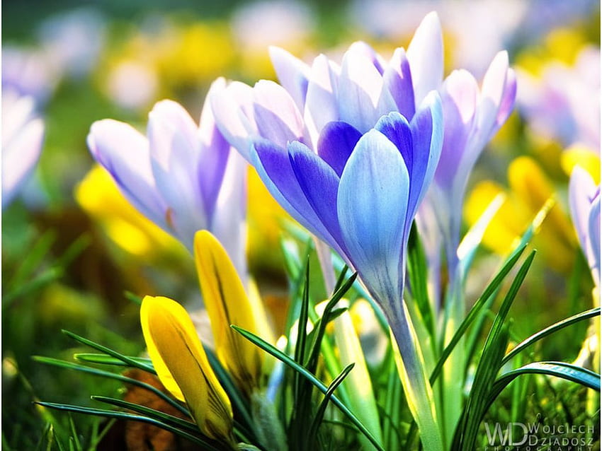 Фон с ранни пролетни цветя. Пролетни цветя , Ранни пролетни цветя, Пролетни цветя HD тапет
