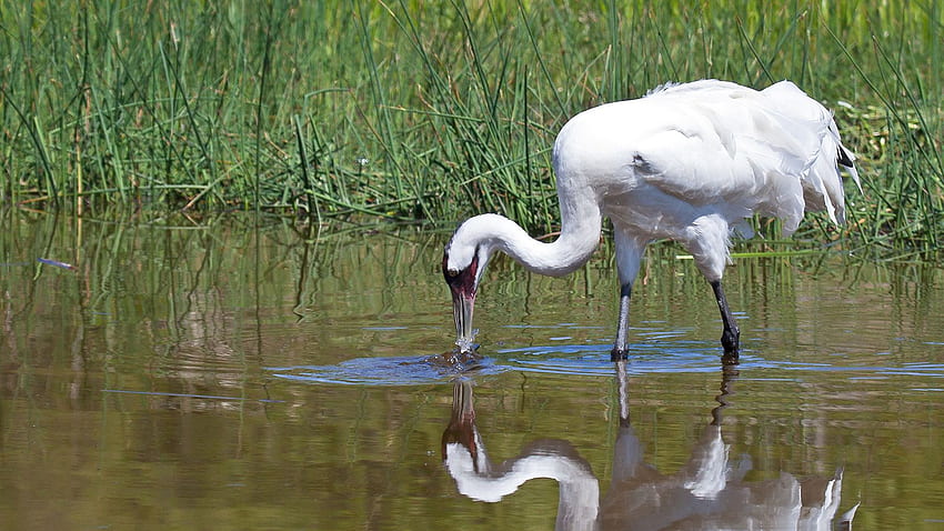 Whooping Crane Facts And HD   Pxfuel   Desktop   Whooping Crane Facts And 