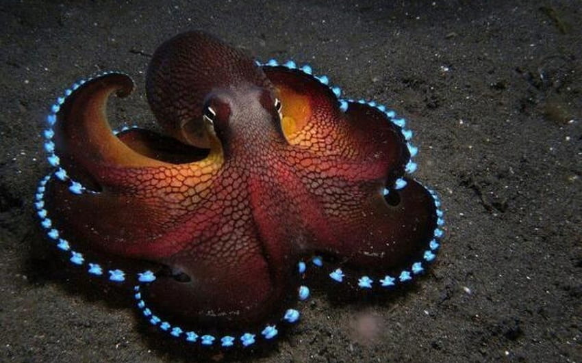 Glowing Blue Coconut Octopus, Coconut, Glowing, sea bed, Blue, Octopus HD wallpaper