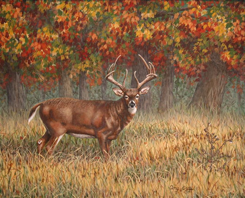 a northern buck, bucks, forests, deer, northern HD wallpaper