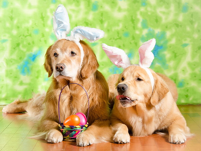 Easter Golden Retriever Dogs Rabbit ears egg 2 Wicker HD wallpaper