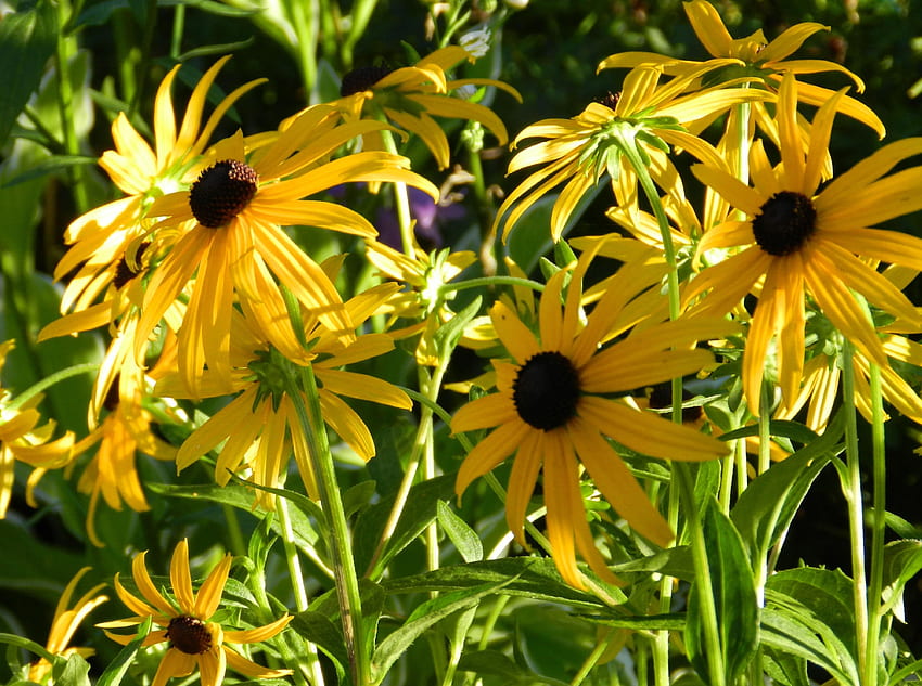 Blumen, Nahaufnahme, Blumenbeet, Blumenbeet, Schärfe, Rudbeckia, Rudbekia HD-Hintergrundbild