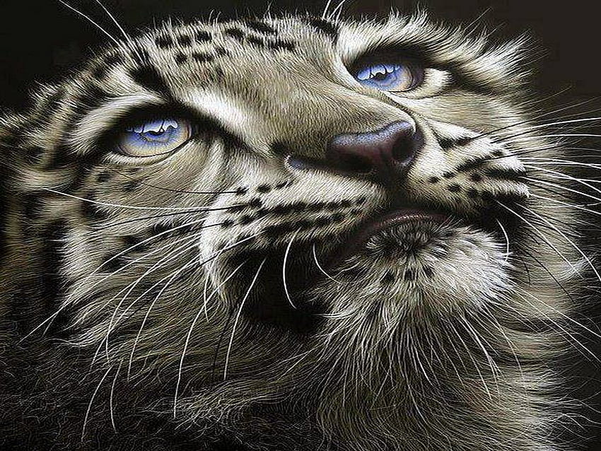 Dari dekat, kucing, macan tutul salju, putih, hitam Wallpaper HD