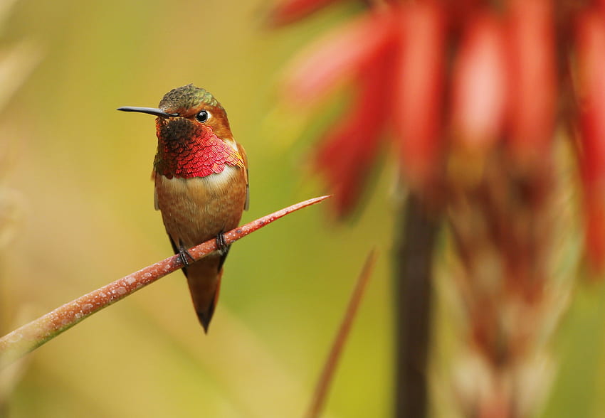 Hummingbird, bird, colibri, cute, closeup, flower, green, red, pasari HD wallpaper