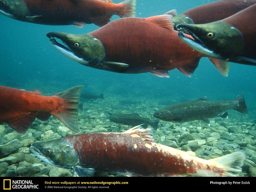 Animal Salmon HD Wallpaper