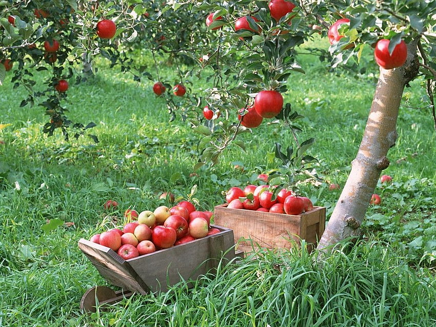 apple scene. Meyve ağaçları, Elmalar, Meyve, Fruit Garden HD wallpaper