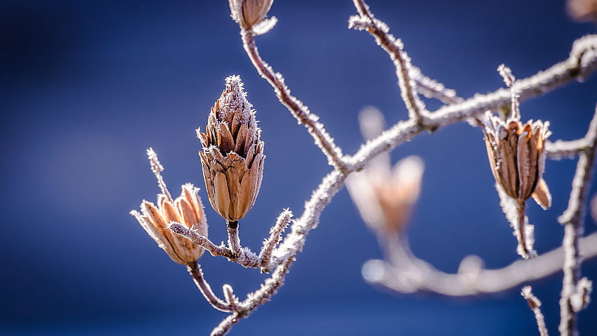 Natur, Blumen, Zweige, Frost, Rauhreif HD-Hintergrundbild