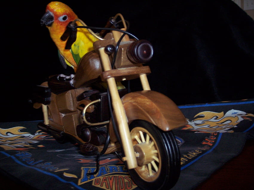 The Bird, motorcycle, pet, wood, bird HD wallpaper
