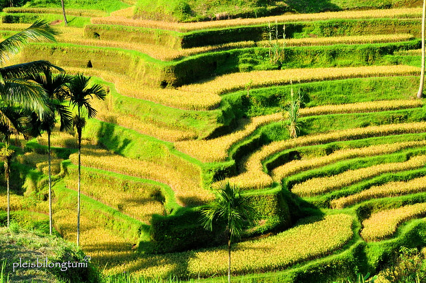 Weekly Challnge: FROM ABOVE. CIGUDEG pleis bilong tu mi, Rice Fields Bali Indonesia HD wallpaper