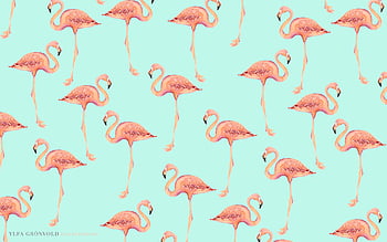 Laptop flamingo HD wallpapers | Pxfuel