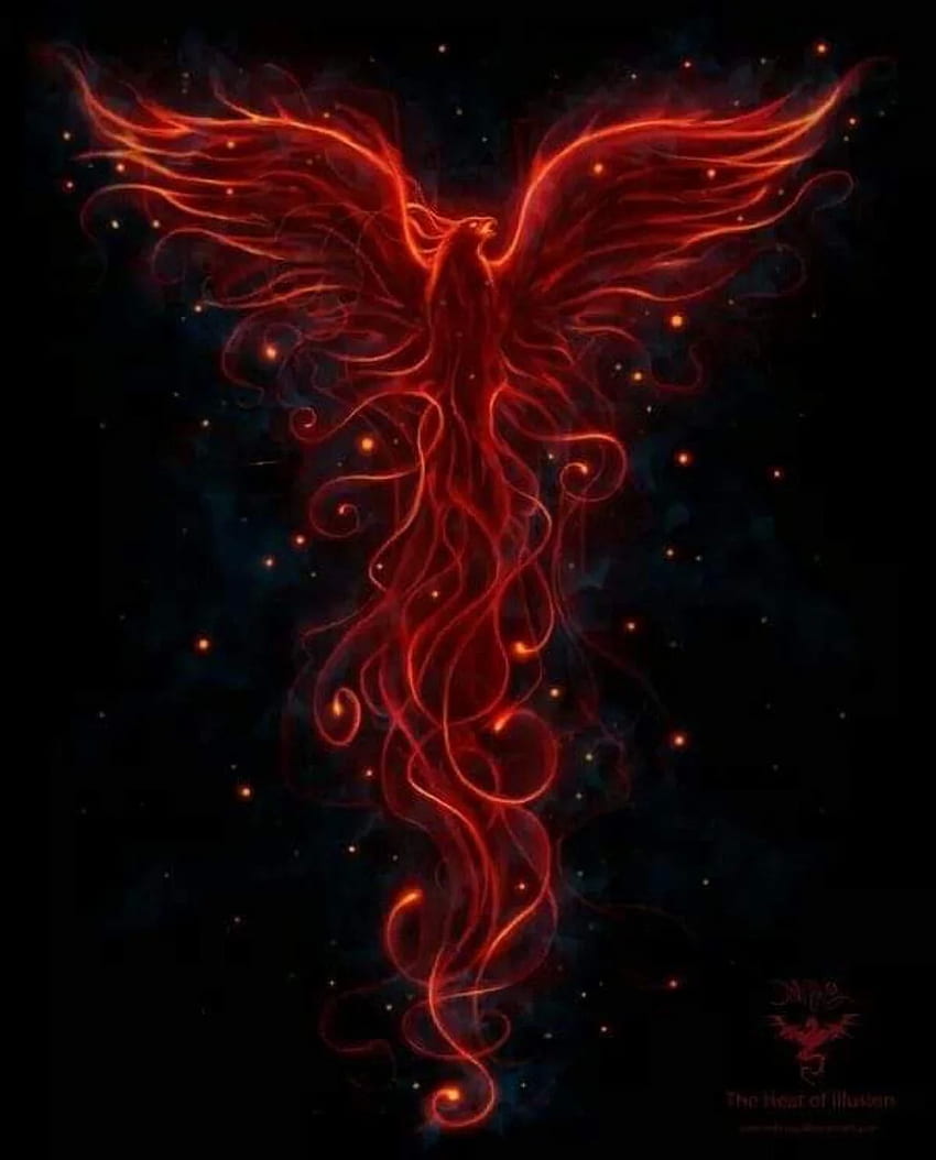 Black and Red / Phoenix. Phoenix bird tattoos, Phoenix tattoo, Cute Phoenix HD phone wallpaper