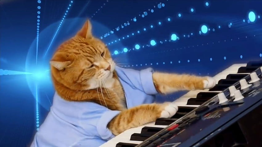 Meme Cat Playing Piano HD wallpaper