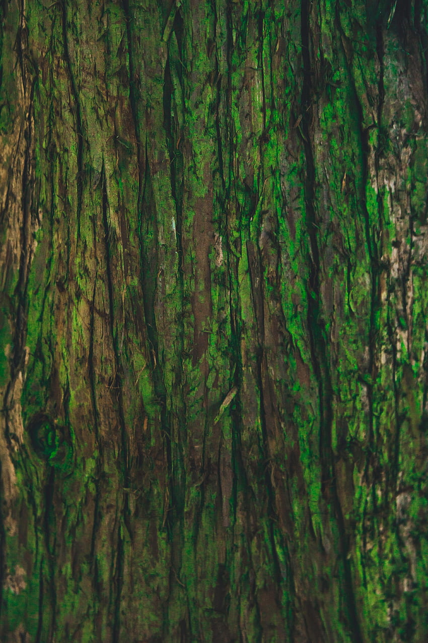 나무, 텍스처, 텍스처, 나무 껍질 HD 전화 배경 화면