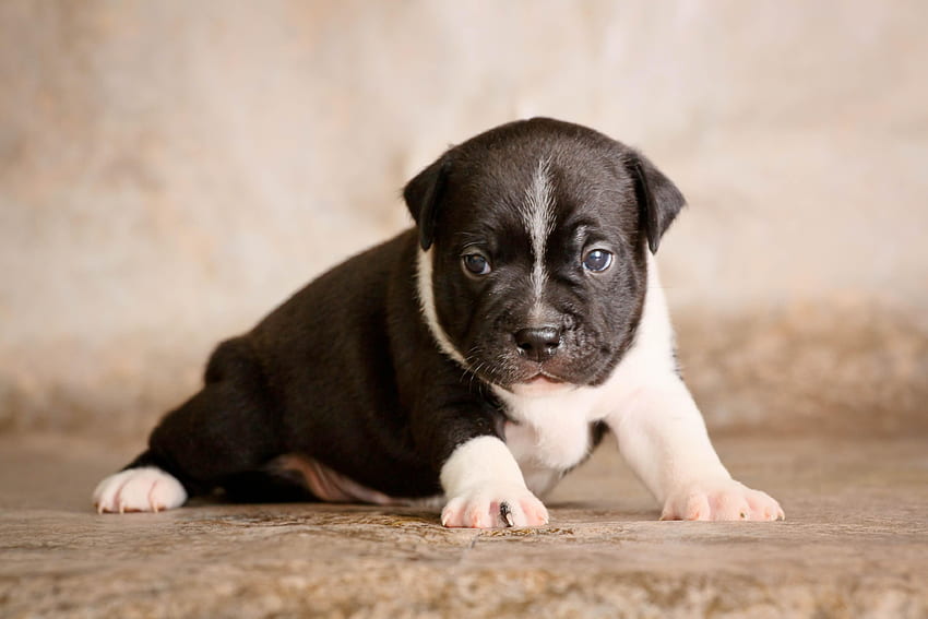 Animaux, Chien, Sweetheart, Nice, Chiot, Kid, Tot, Staffordshire Bull Terrier Fond d'écran HD