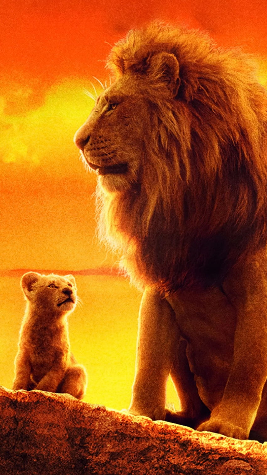 Löwe, König der Löwen, Sonnenuntergang Hintergrund HD-Handy-Hintergrundbild