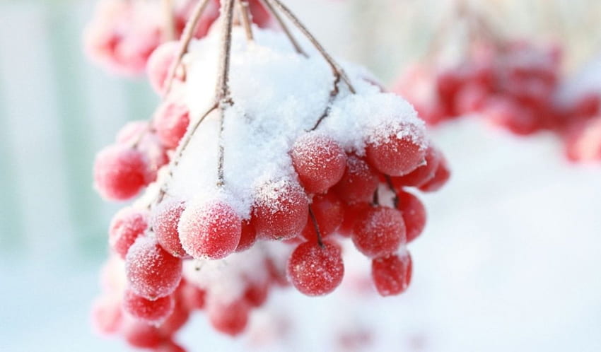 ผลเบอร์รี่แช่แข็ง ฤดูหนาว น้ำค้างแข็ง แช่แข็ง กราฟ เบอร์รี่ เย็นจัด ผลไม้ ผลไม้ป่า นามธรรม หิมะ โคลสอัพ ธรรมชาติ มาโคร น้ำค้างแข็ง วอลล์เปเปอร์ HD