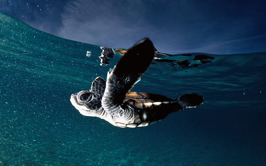 Podwodny świat, zwierzęta, morze, pływać, pływać, żółw Tapeta HD