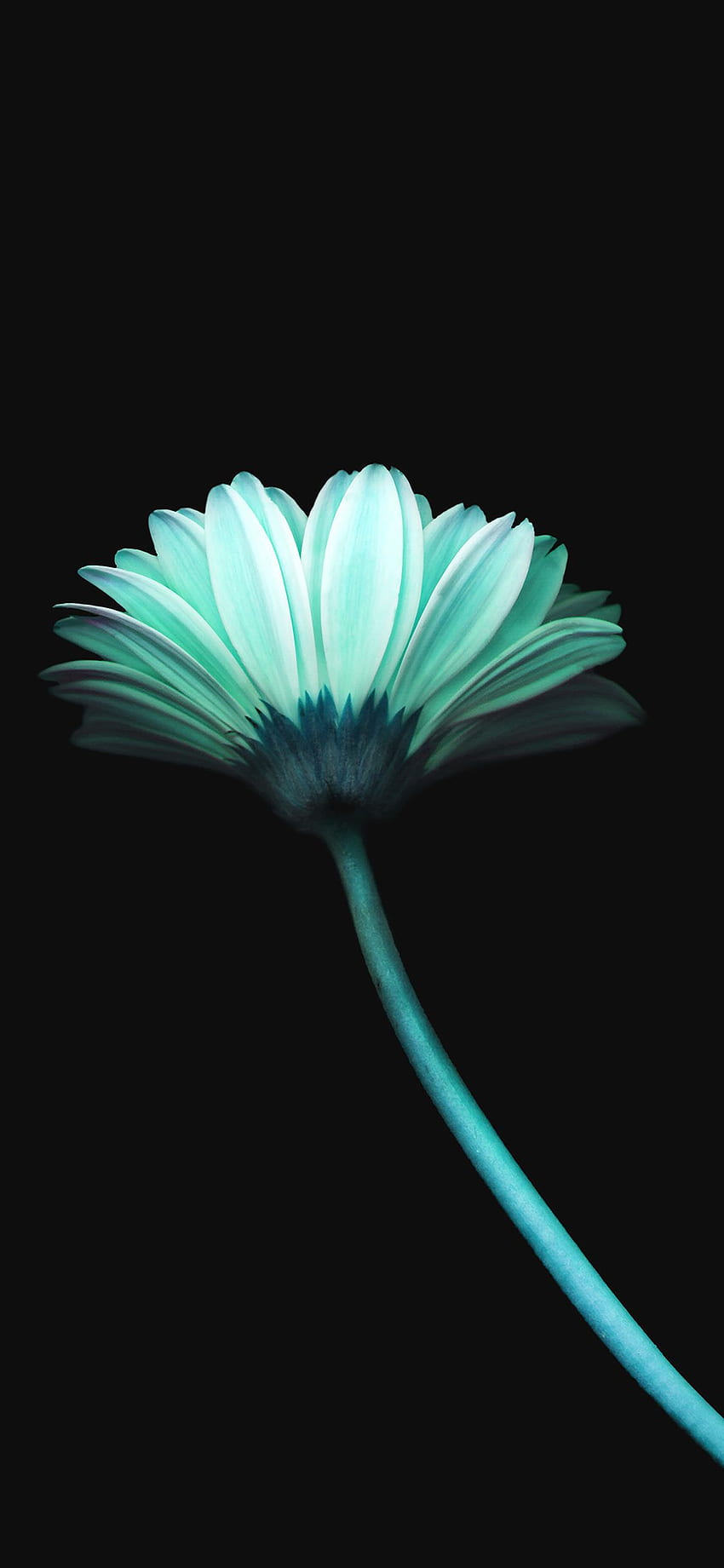 i phone . fiore solitario blu scuro semplice natura minima, fiore turchese Sfondo del telefono HD