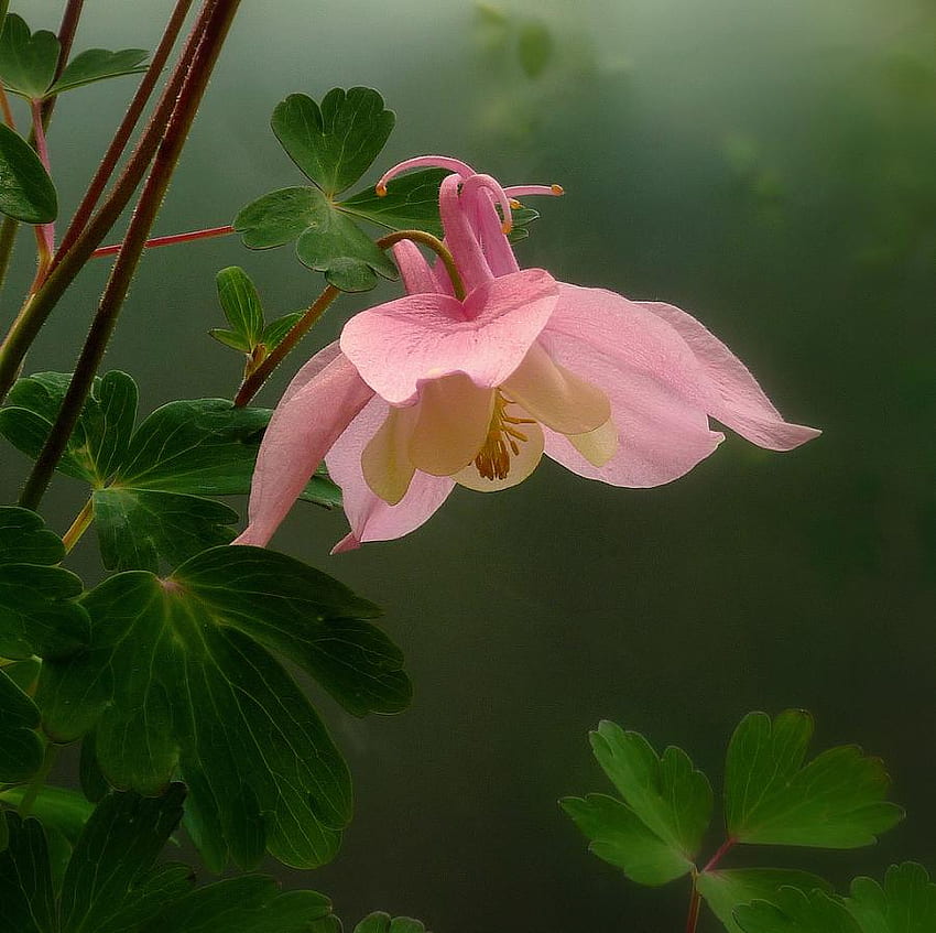 Pink Columbine ชมพู ใบไม้ Columbine ดอกไม้ สีเขียว สวยงาม วอลล์เปเปอร์ HD