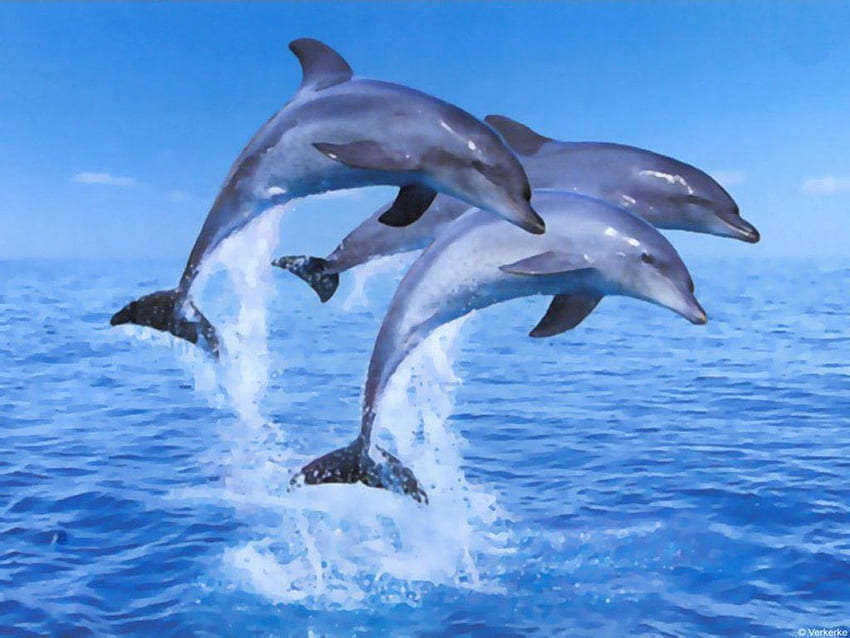 Animated Dolphin, Cartoon Dolphin HD wallpaper | Pxfuel