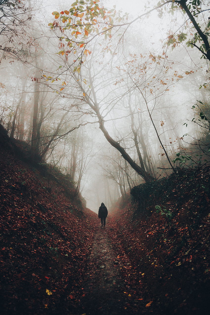 Forest, Nature, Silhouette, Privacy, Seclusion, Fog, Stroll, Loneliness HD phone wallpaper