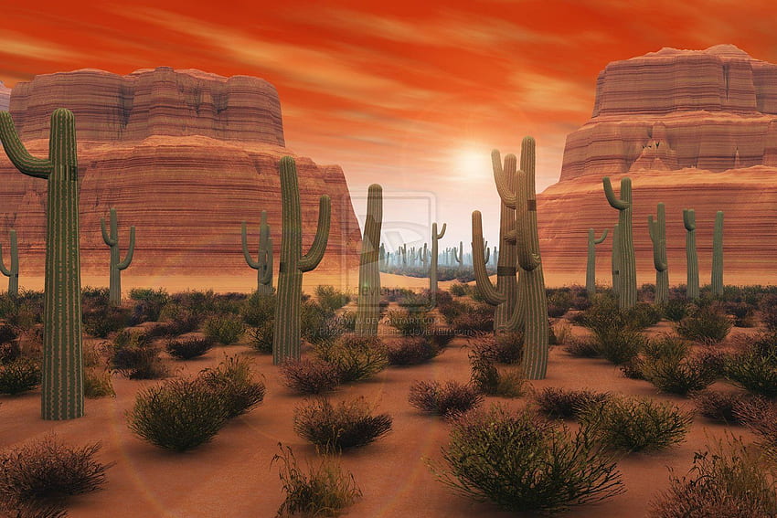 Phoenix Arizona Desert iPhone Wallpapers  Wallpaper Cave