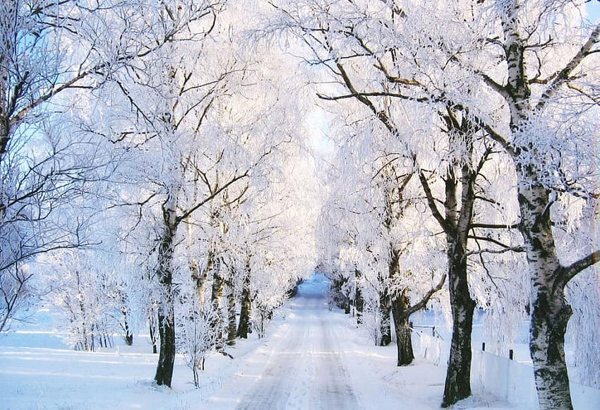 冬の車線、冬、車線、雪、木、自然 高画質の壁紙