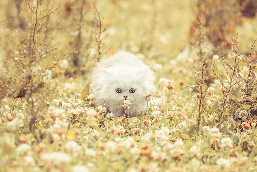 Animals, Flowers, Grass, Fluffy, Kitty, Kitten, Run Away, Run HD wallpaper
