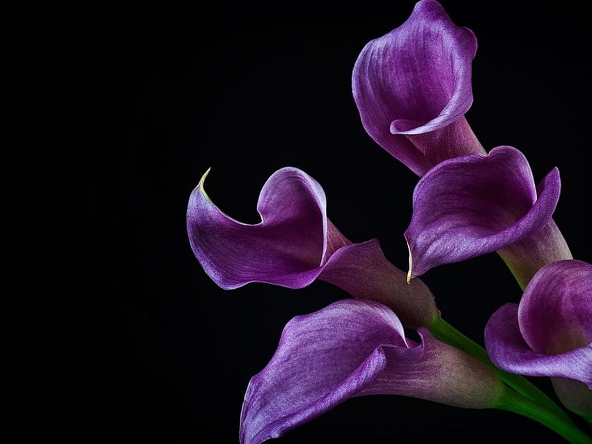 Lovely Purple Lilies . Purple calla lilies, Calla lily bulbs, Purple lily HD wallpaper