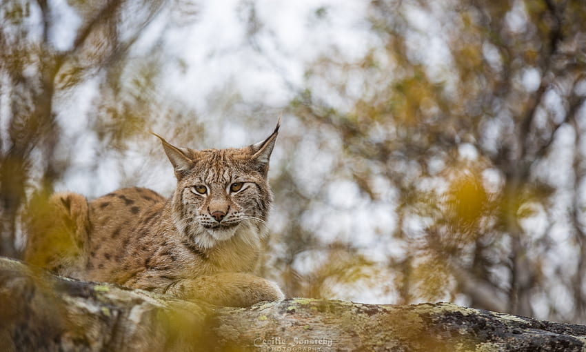 Lynx, pisica, hayvan, sarı, büyük kedi, sonbahar, yaprak HD duvar kağıdı
