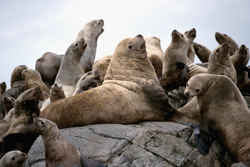 Animals, Seals, Rock, Flock HD wallpaper