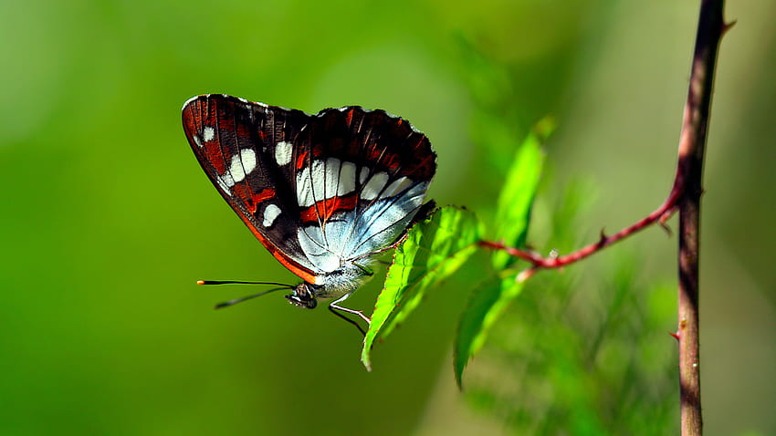 Czerwone czarne białe kropki projektują motyla na zielonym liściu w zielonym tle motyla Tapeta HD
